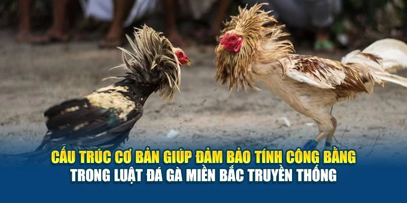 Cấu trúc cơ bản giúp đảm bảo tính công bằng trong luật đá gà miền Bắc truyền thống