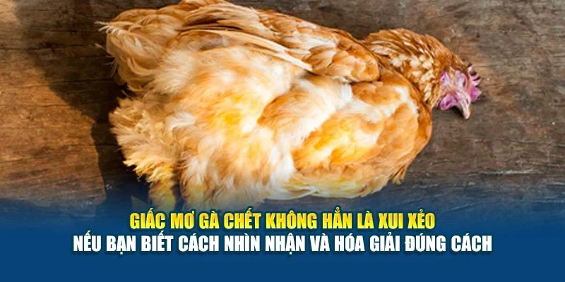 Giấc mơ gà chết không hẳn là xui xẻo – nếu bạn biết cách nhìn nhận và hóa giải đúng cách